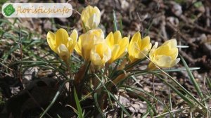 Цветы крокусы или шафран – разновидности и сорта