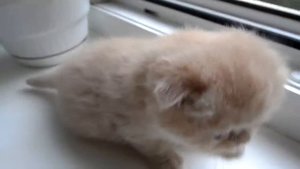 Шотландский вислоухий котёнок кремового окраса в 3 недели.