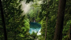 Звуки тропического леса во время дождя/ пение птиц / шум дождя и грома