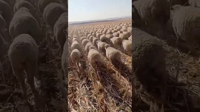 мечта военного