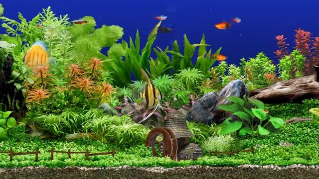 -★ Freshwater Aquarium ★ UHD Screensaver ★ 3 FishTanks ★ 60fps ★.mp4