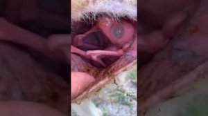 Рождение кенгуру