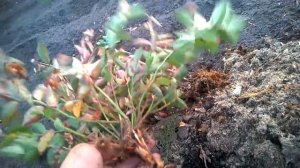 Главный враг голубики !