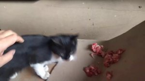 Кошатина и сырое мясо =)