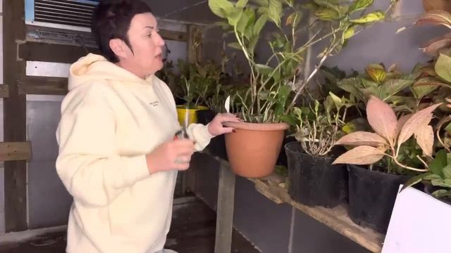 Как готовлю крупнолистные гортензии к зиме. Мое хранилище. 01.10 смотреть онлайн