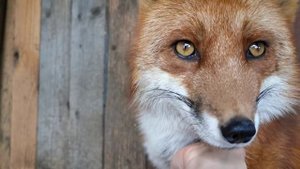 Лиса Василиса про содержание лисы в квартире