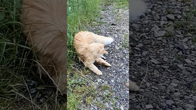 Удар лапой кота Лиса. Гиперзамедленная съемка