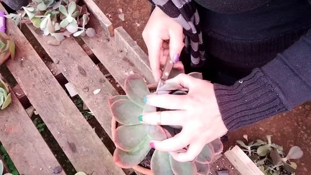 ✂️ Colônias de várias variedades plantadas juntas✂️ #suculentas #3em1comelis #dicas смотреть онлайн