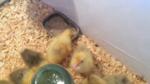 Суточные гусята Губернаторские