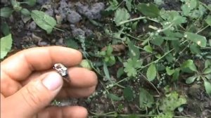 Beauveria bassiana против колорадского жука // Биологическое земледелие