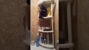 КОШКА ВИДИТ ДОМОВОГО