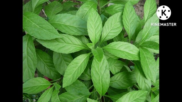 Джинура комнатное растение смотреть онлайн