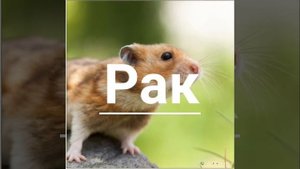 Какой ты хомяк по знаку зодиака.