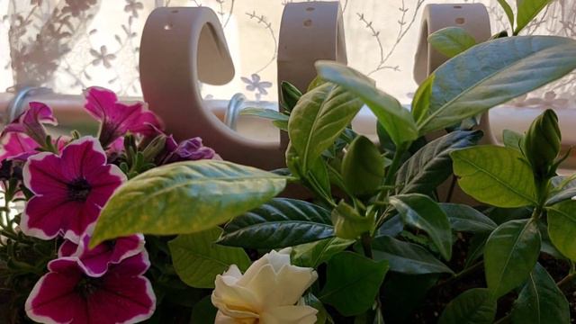 Gardenya Bakımı - Balkon Bahçem 🪴 смотреть онлайн