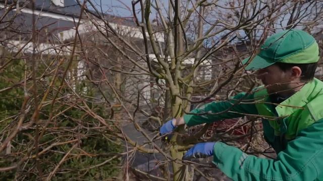 Обрезка лип. Правильная формирующая обрезка аллеи из лип кубами. Секреты идеальной обрезки смотреть онлайн