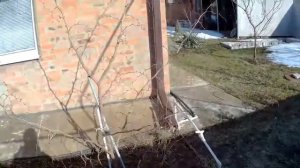 Зизифус (унаби). Формировка и обрезка