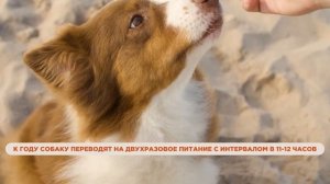 5 вопросов про питание наших четвероногих: как правильно кормить собаку?