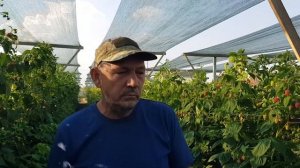 Имара рем сорт малины начало плодоношения
