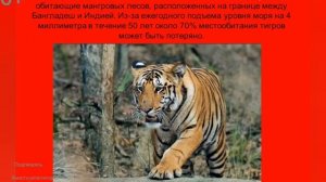 Урок по окружающему миру  "Красная книга России"