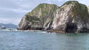 Камчатка, Тихий океан и его обитатели…