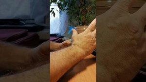 Как избавиться от тараканов 100% проверенный способ. Четыре года как потравил.