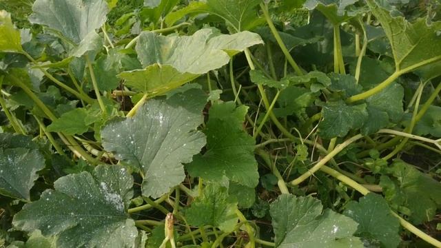 Лечение пероноспороза  огурцов и настоящей мучнистой росы раствором пищевой соды-миф или реальность