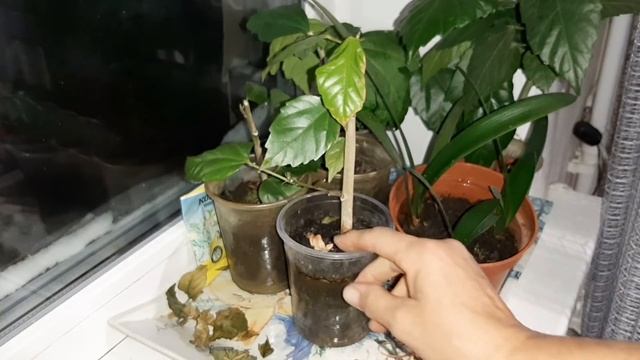 Семена Кливии. Черенкую Олендр. Комнатные цветы.