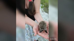 Маленький ёжик в саду #ежик#еж#животные#animals#природа#милота