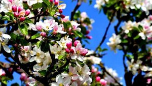 ПЕСНЯ ПРО ЛЕБЕДЯНЬ (КОМПОЗИТОР ЛЮДМИЛА ЛЯДОВА) АВТОР ВИДЕО Е.  ДАВЫДОВ