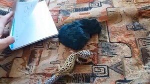 Сколько кладок сделает самка эублефара!?