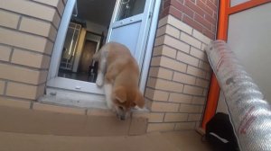 Акита ину 3 месяца. Первая неделя дома.