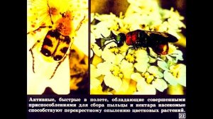 Диафильм Класс насекомые /по биологии для 8 класса/