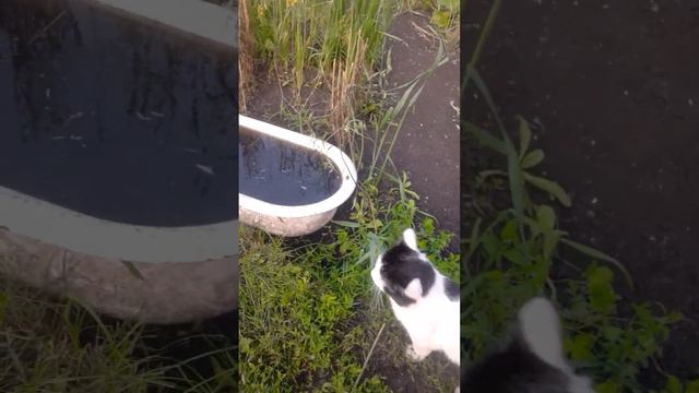 Барсик смотреть онлайн