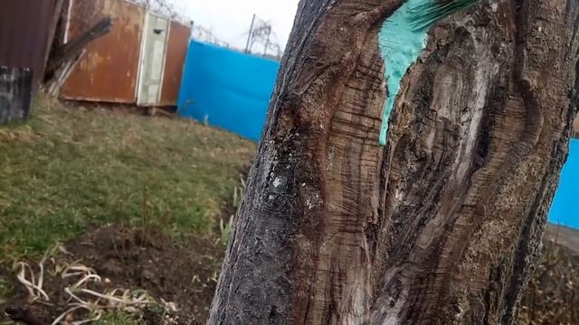 Кора деревьев.Лечение ран.Итоги. смотреть онлайн