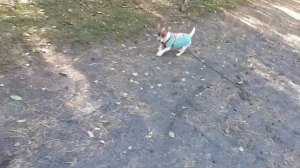 Команда Ко мне! Как научить собаку подходить.