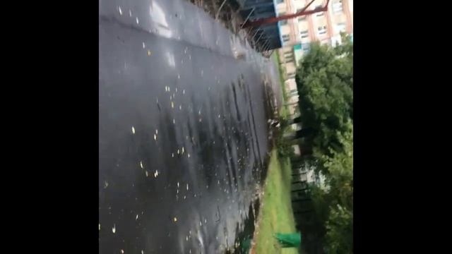 Ничего не предвещало беды/амстаффы-бойцовские собаки? смотреть онлайн