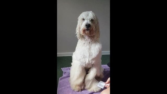 Worlds Cutest Labradoodle Compilation