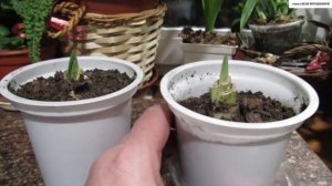 Мои детки ГИППЕАСТРУМА (окрепшие на даче) готовятся к пробуждению. Пробуем зацвести.