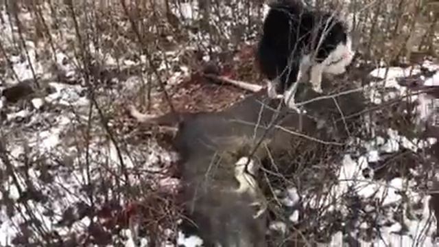 12.12.2020 г. молодая РЕЛ отработала 1,5 ч. и лось был добыт. смотреть онлайн