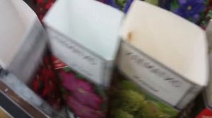 Всё, что вы спрашиваете про клематисы