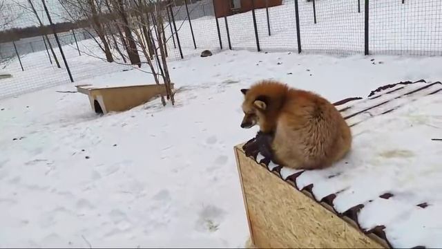 Наши лисы. Рассказываю про музыкальные ролики, Тихона. Веснушка разговаривает. смотреть онлайн