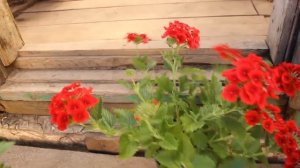 Уход и формировка Ампельной Вегетативной Вербены для красивого габитуса и пышного цветения все лето