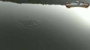 Как поймать крупного карася? Как правильно приманить крупного карася к точке лова?