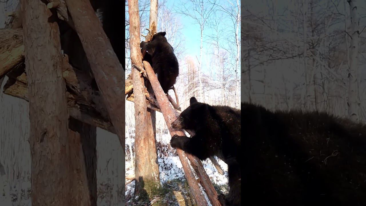 Медвежонок не зря тренировался.