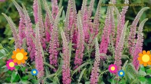 Вероника длиннолистная Королевский розовый. Краткий обзор, описание veronica longifolia Royal Pink