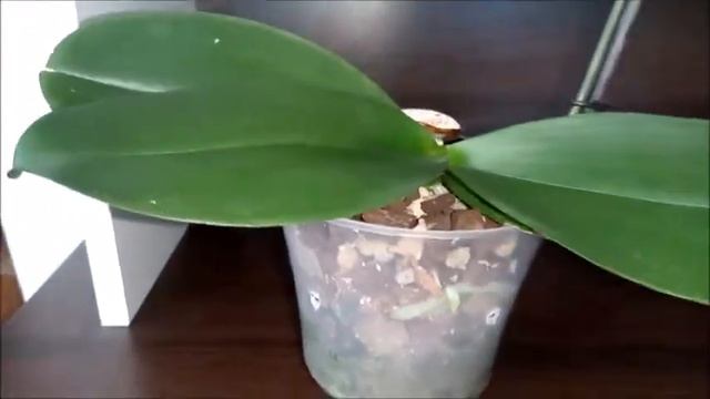 Цветение орхидеи BEAUTI куплена в феврале в размере 2.5, Азия! Результат пересадки спустя 5 месяцев смотреть онлайн