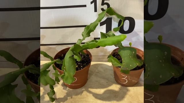 Эпифиллум гватемальсикий/ монстроза/ Curly Locks ' / Epiphyllum Phyllanthus Guatemalense Montrose смотреть онлайн