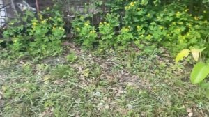 Ловля прытких ящериц от первого лица /прыткая ящерка