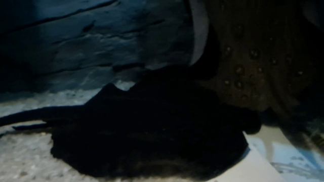 Влог: Океанариум. SCANDY park. 17.02.2023 смотреть онлайн