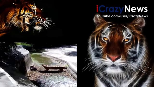 Delhi Zoo Tiger Episode - human attacked by Tiger FULL scenes +18